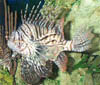 080-Denver Zoo Lionfish